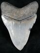 Serrated, Glossy Megalodon Tooth #12298-2